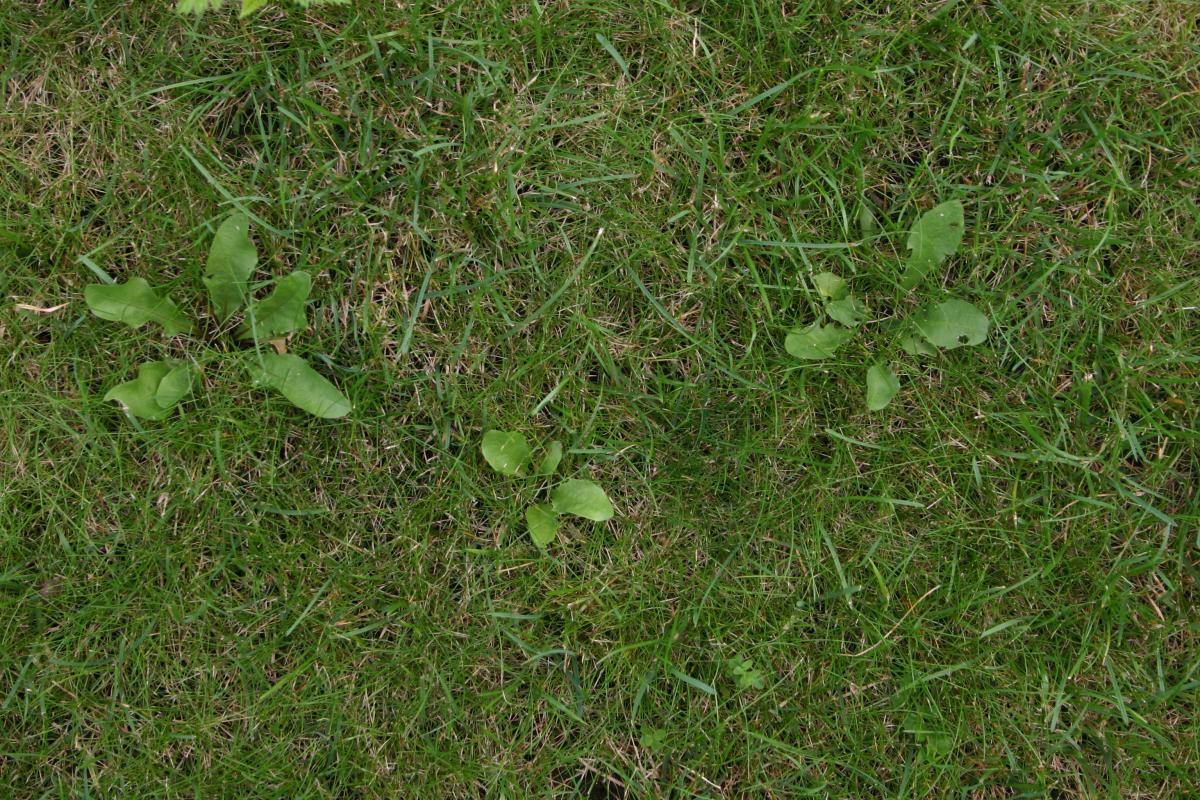Löwenzahn im Rasen