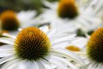 garten.ch