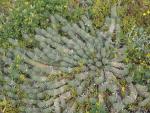 Medusenhaupt-Wollfsmilch (Euphorbia caput-medusae) 