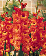 Blumenzwiebeln