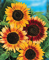 Blumensamen