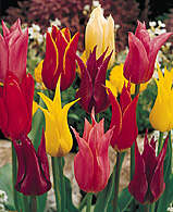 Lilienblütige Tulpen