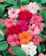 Impatiens
