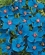 Neue Sommerblumen 2010