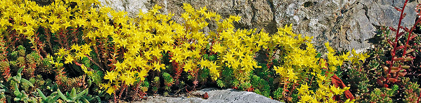 Bild JardinSuisse: Die sternchenförmigen, goldgelben Blüten des einheimischen Scharfen Mauerpfeffers (Sedum acre) dienen verschiedenen Wildbienenarten als Nahrungsquelle. Am schönsten wirkt er zwischen Mauersteinen oder als Grasersatz auf sandigen, nährstoffarmen Böden.