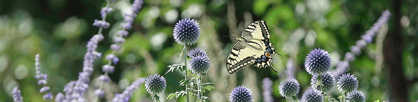 Bild: Picturegarden Rohner - Kugeldisteln (Echinops) sind sowohl bei Bienen als auch Schmetterlingen beliebt.