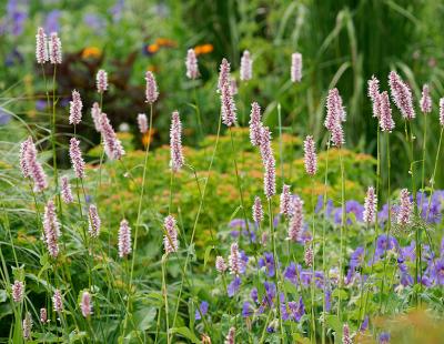 Bild Picturegarden Rohner: Eingebettet in filigrane Gräsertuffs wirken die rosafarbenen Ähren des Schlangenknöterichs (Persicaria) sehr verspielt. Blaue Storchenschnabelblüten (Geranium) ergänzen die Szenerie.