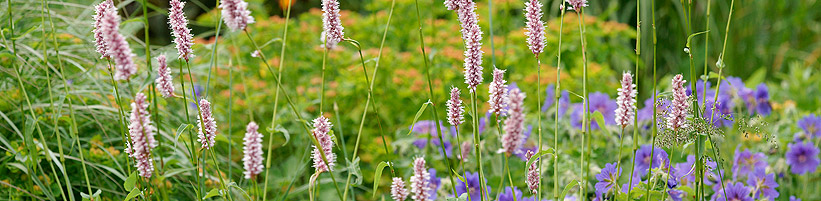 Bild Picturegarden Rohner: Eingebettet in filigrane Gräsertuffs wirken die rosafarbenen Ähren des Schlangenknöterichs (Persicaria) sehr verspielt. Blaue Storchenschnabelblüten (Geranium) ergänzen die Szenerie.