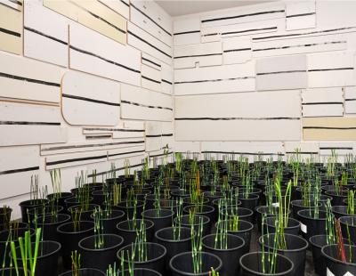 Blumen für die Kunst 3.3.–8.3.2026, Aargauer Kunsthaus Florale Interpretation: Marie Bongard, Männedorf Werk: Silvia Bächli + Eric Hattan, Quer, 2017 Aargauer Kunsthaus / Ankauf, 2017 Foto: David Aebi, Burgdorf