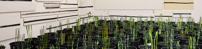 Blumen für die Kunst 3.3.–8.3.2026, Aargauer Kunsthaus Florale Interpretation: Marie Bongard, Männedorf Werk: Silvia Bächli + Eric Hattan, Quer, 2017 Aargauer Kunsthaus / Ankauf, 2017 Foto: David Aebi, Burgdorf