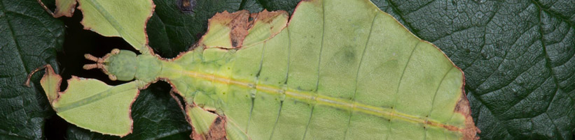 Wandelndes Blatt tarnt sich. Copyright: Zoo Zürich, Edi Day