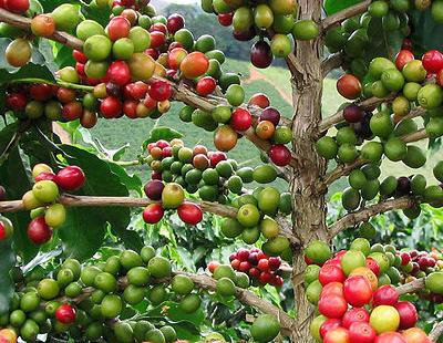 Coffea arabica-Pflanze mit Fruchtbehang, hier in Minas Gerais/Br / Bild: FC Rebelo