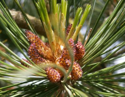 Bild: Meneerke Bloem Wikipedia CC BY-SA 4.0