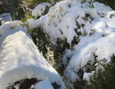 Bild garten.ch