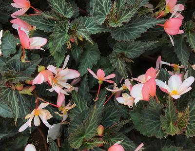 Bild garten.ch: Knollenbegonien in grosser Vielfalt für den Schatten