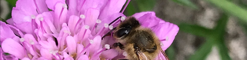 Bild garten.ch: Biene auf Skabiose