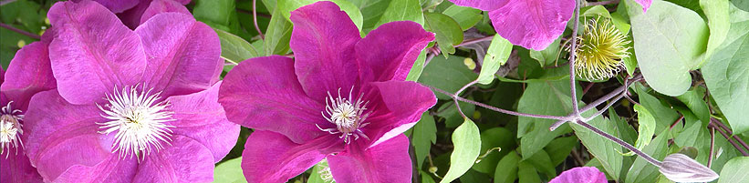 Bild BGL: Clematis