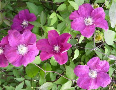 Bild BGL: Waldrebe (Clematis)