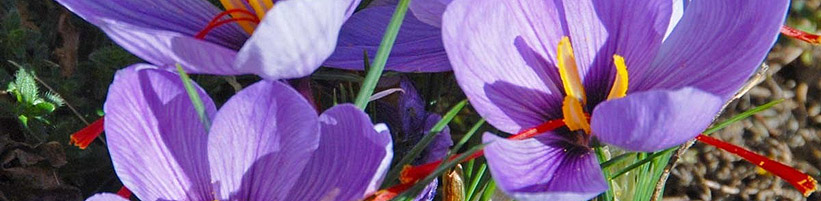 Bild fluwel.de: Der Crocus sativus blüht von Mitte Oktober bis Ende November in einem zarten Violett. Seine roten Narben sind das wertvolle, würzige Safran.