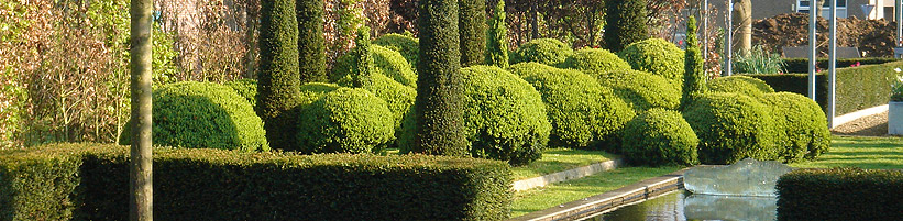 Bild BGL: Akkkurat geschnittene Hecken, zu Kugeln geformte immergrüne Gehölze und als Solitäre platzierte Koniferen - mit einem professionellen Formschnitt wird ein Privatgarten zum durchkomponierten Kunstwerk.