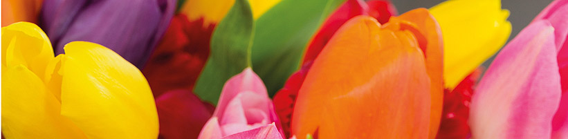 Foto: TulpenZeit/ibulb. - Was ihre Farbenvielfalt angeht, so können die Blütenkelche der Tulpen mit den vielen bunt bemalten Ostereiern an den Festtagen auf jeden Fall mithalten.