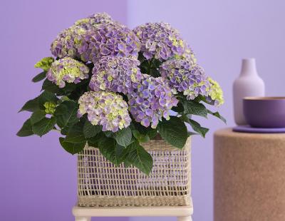 Bild Magical Hydrangea: Die Zimmerhortensie 'Magical Amethyst' ist zuerst hellblau, verfärbt sich nach und nach zartlila und blüht nach sechs Monaten schliesslich komplett Dunkelgrün.