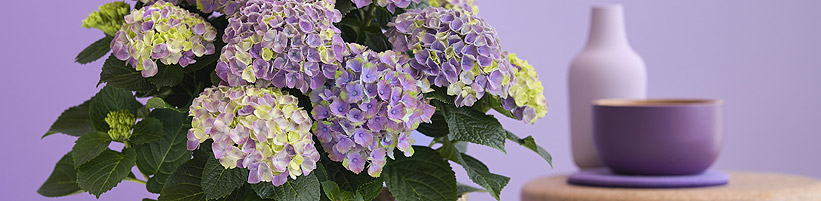 Bild Magical Hydrangea: Die Zimmerhortensie 'Magical Amethyst' ist zuerst hellblau, verfärbt sich nach und nach zartlila und blüht nach sechs Monaten schliesslich komplett Dunkelgrün.