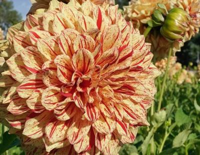 Bild fluwel.de: Zweifarbige Dahlie