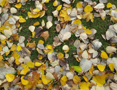 Bild Hauert Manna: Um den Rasen vor Erkrankungen wie Schneeschimmel zu bewahren,  sollte man regelmäﬂig sämtliches Herbstlaub von der Fläche entfernen. Denn unter nassen Blättern werden die Gräser nicht gut belüftet und bekommen nur wenig Sonnenlicht.