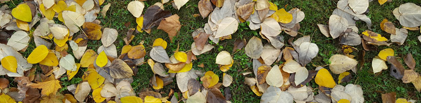 Bild Hauert Manna: Um den Rasen vor Erkrankungen wie Schneeschimmel zu bewahren,  sollte man regelmäﬂig sämtliches Herbstlaub von der Fläche entfernen. Denn unter nassen Blättern werden die Gräser nicht gut belüftet und bekommen nur wenig Sonnenlicht.