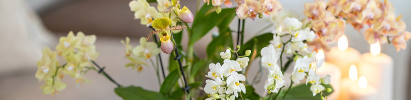 Bild Orchidsinfo