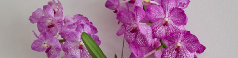 Bild Orchidsinfo