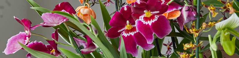 Bild Orchidsinfo