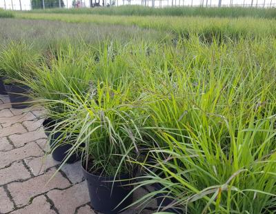 Bild elgrass