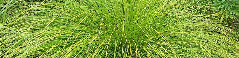Bild elegrass.