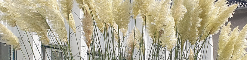 Foto: elegrass.