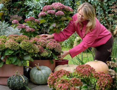 Bild Magical Hydrangea