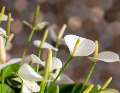 Foto: anthuriuminfo.