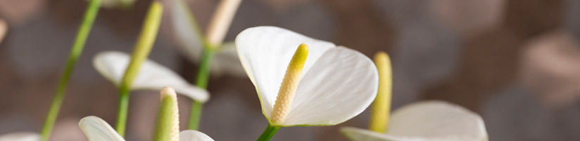 Foto: anthuriuminfo.