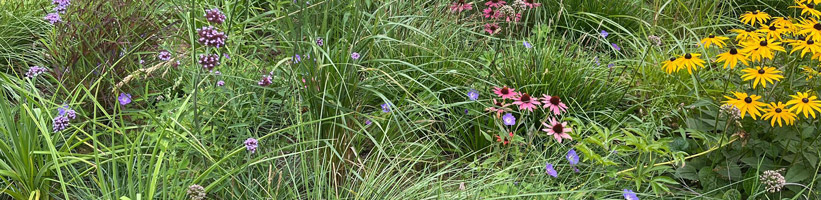 Bild elegrass.