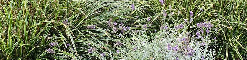 Bild elegrass.
