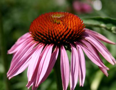 Bild garten.ch: roter Sonnenhut Echinacea purpurea