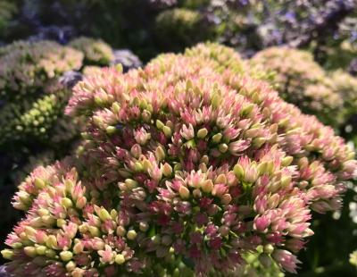 Bild garten.ch Herbstblüher, Fetthenne