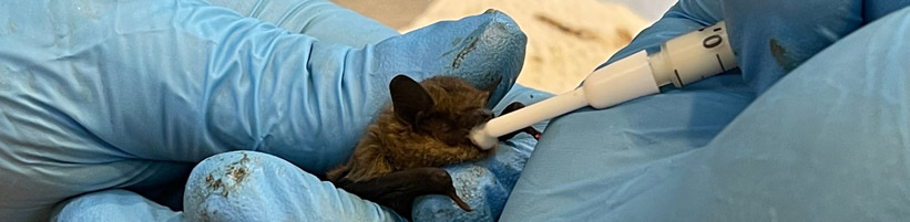 Fütterung einer Zwergfledermaus in der Fledermaus-Notpflegestation. Copyright: Zoo Zürich, Nicole Schnyder