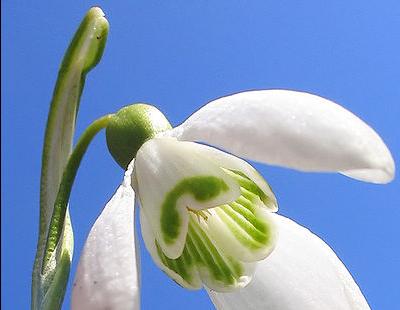 Galanthus nivalis / Bild: Darkone 