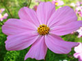 Cosmea