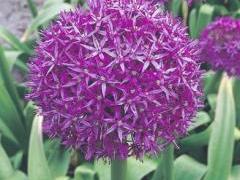 Allium