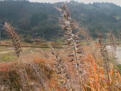 Pennisetum japonicum