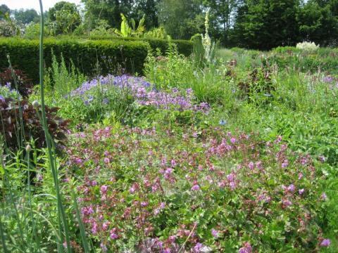 Schwerlilien