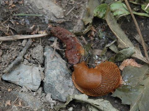 Spanische Wegschnecke